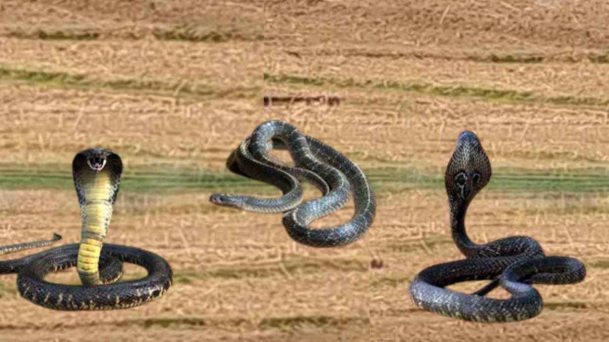 Poisonous snake