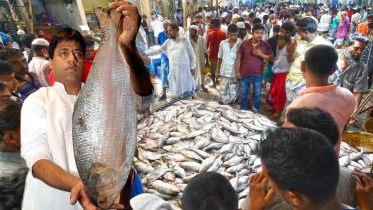 Tasty hilsa