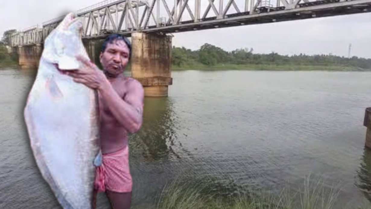 Giant size chital fish