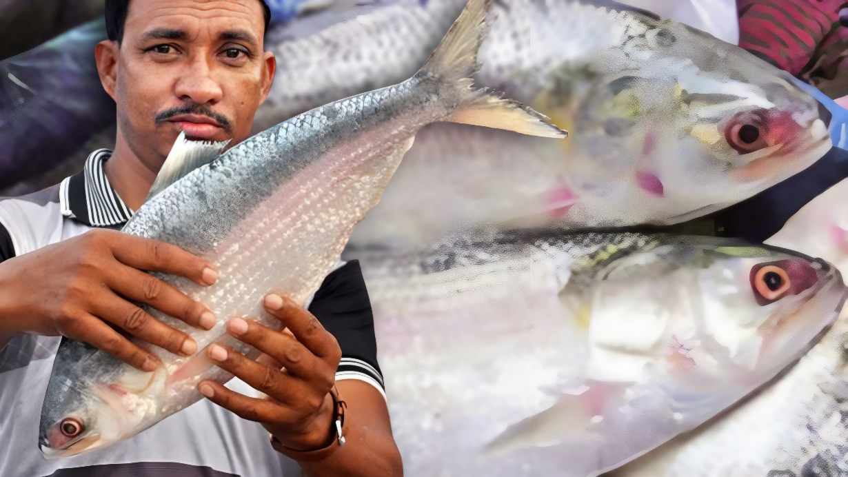 Ilish price fall in kolkata and others places