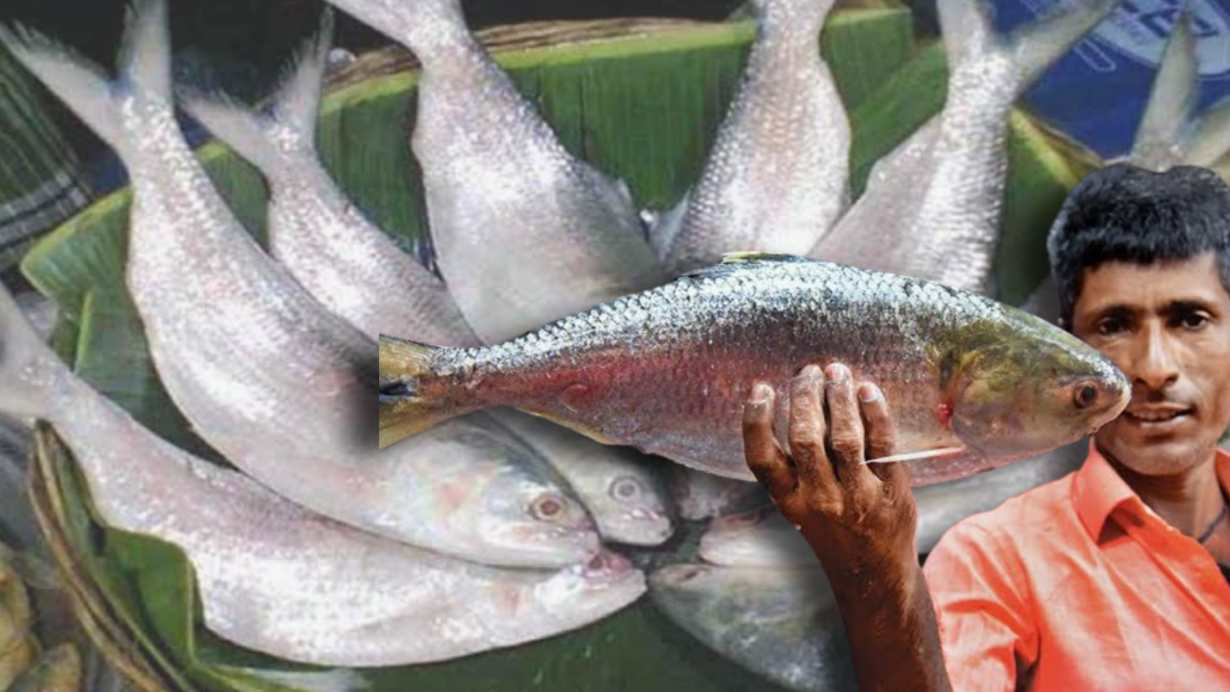 Ilish price in bangladesh