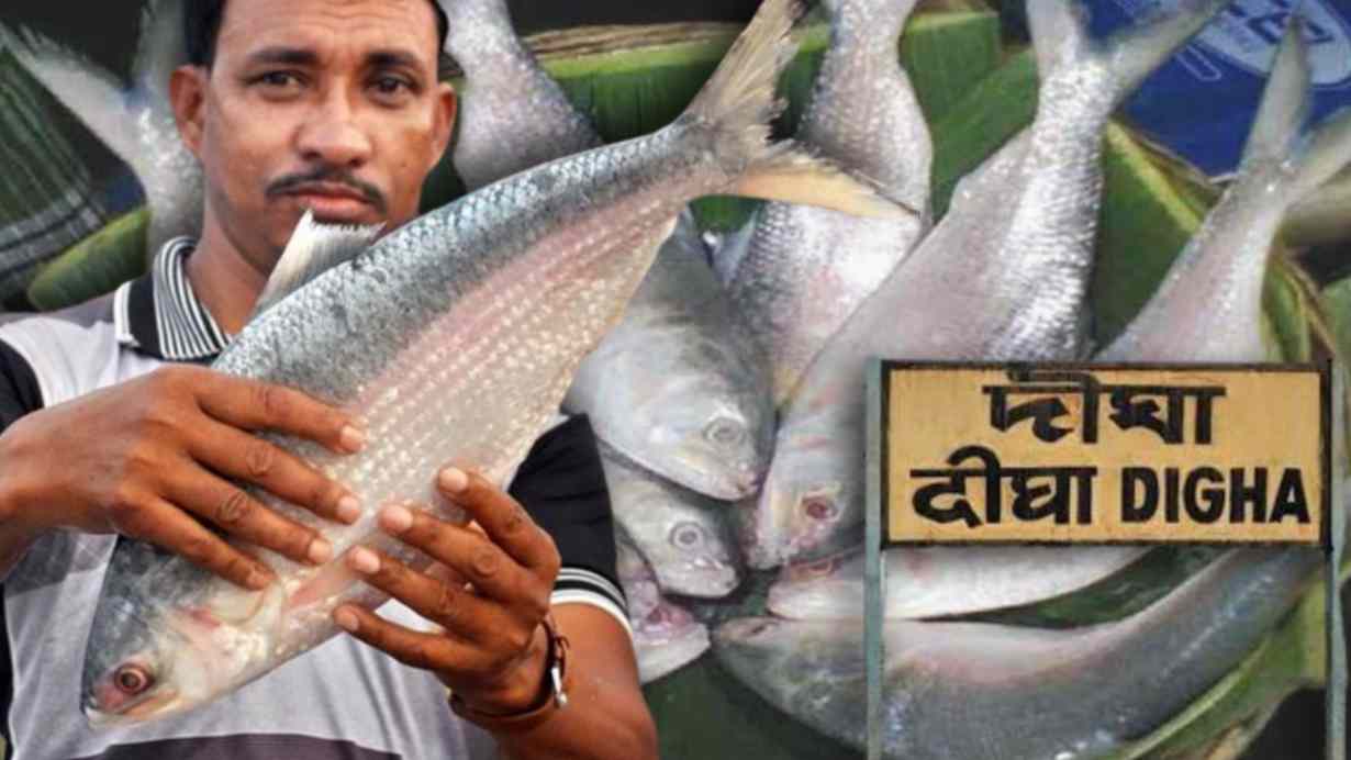 Ilish rate in digha very low than mutton