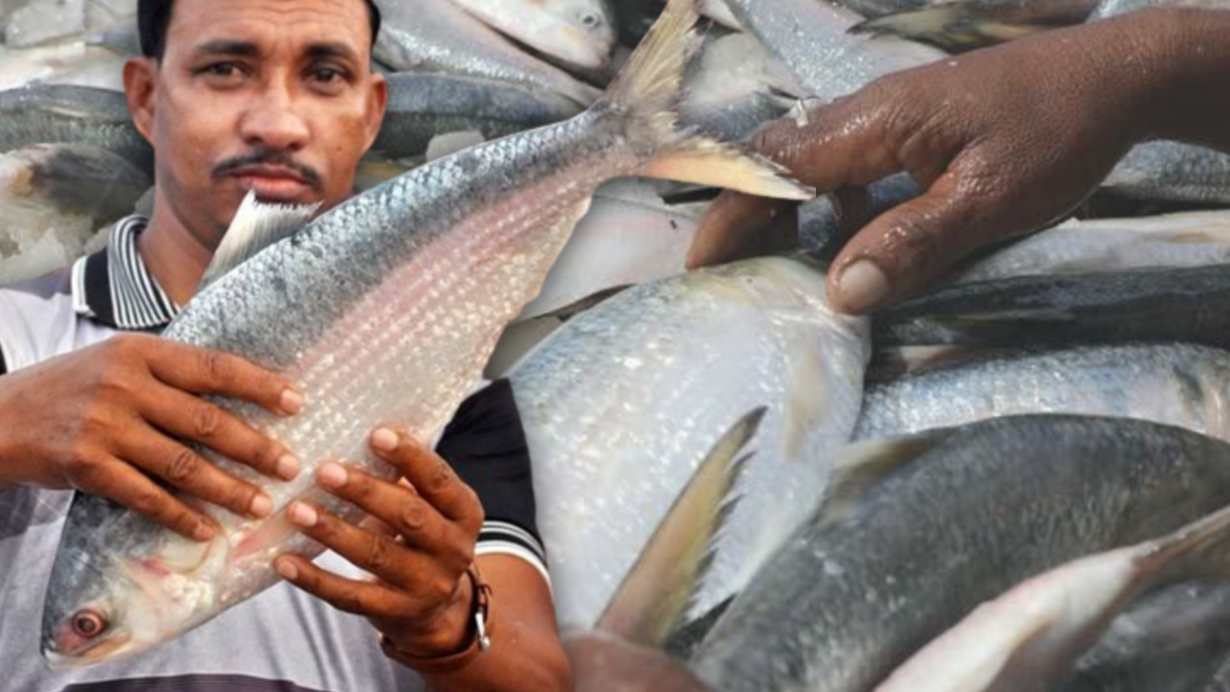 Today ilish price in kolkata and others place of west bengal