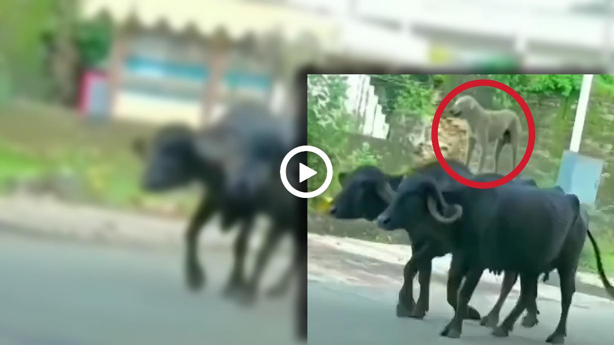 Viral video of a dog who is standing on buffalo back