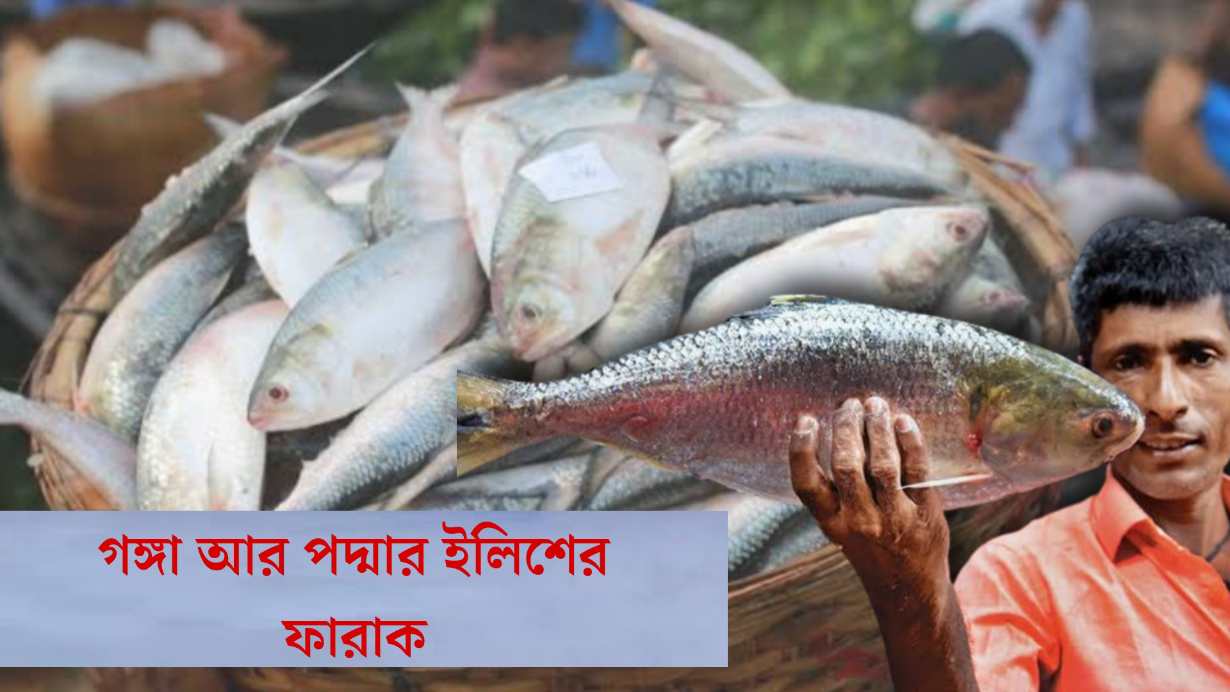 how to recognise ilish of padma and hilsa of ganga