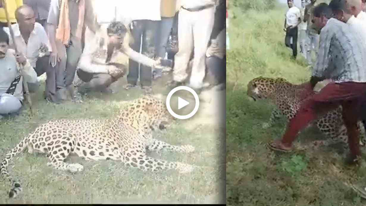 Leopard viral video