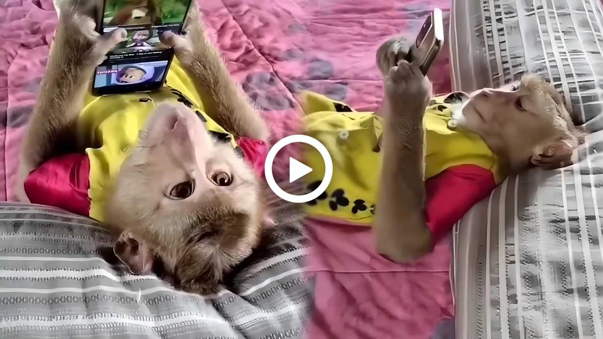 Viral video of monkey