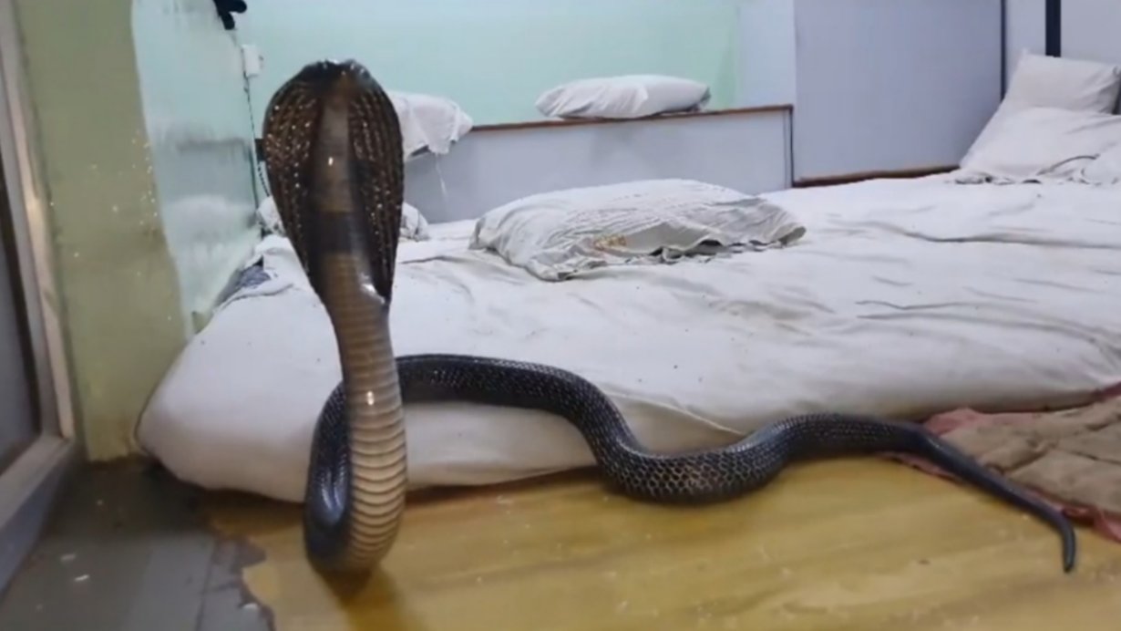 King Cobra Viral Video