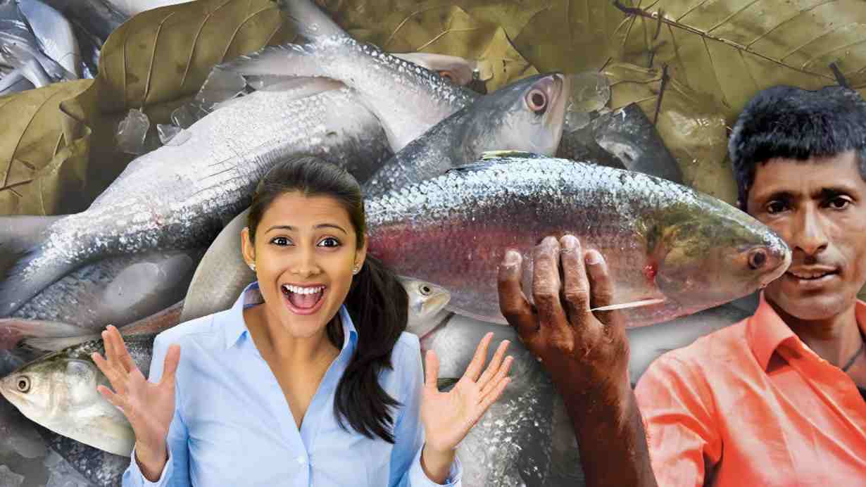 Ilish price