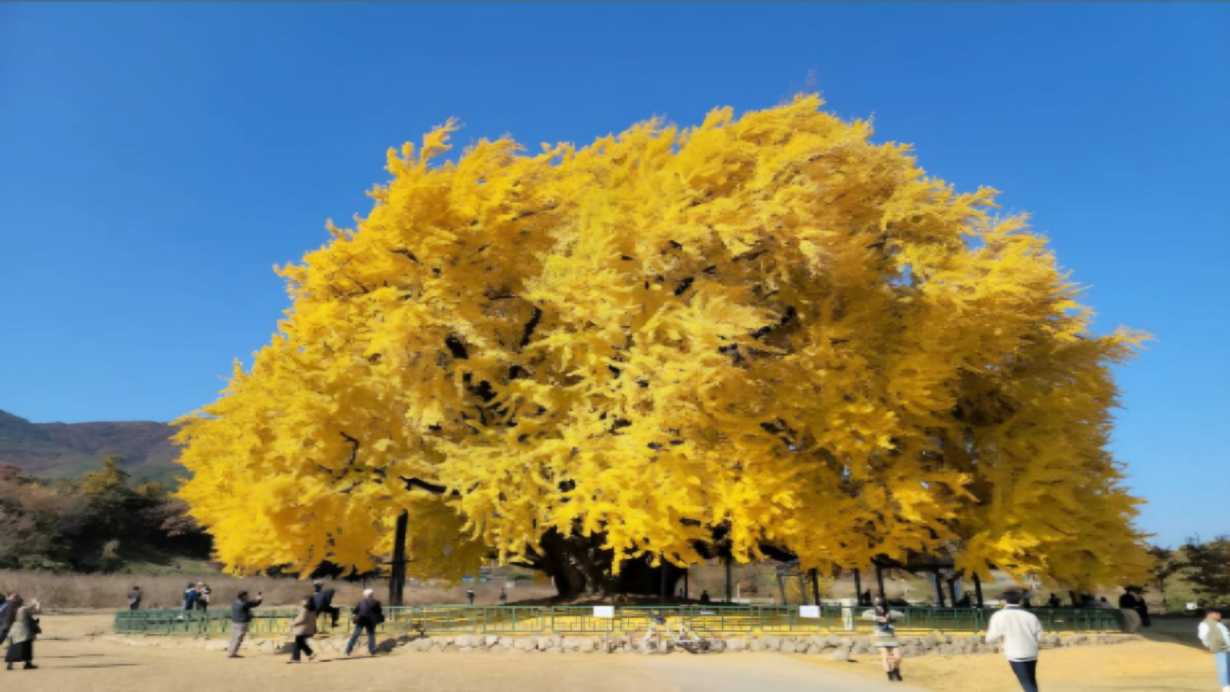 History of old Gingko Biloba