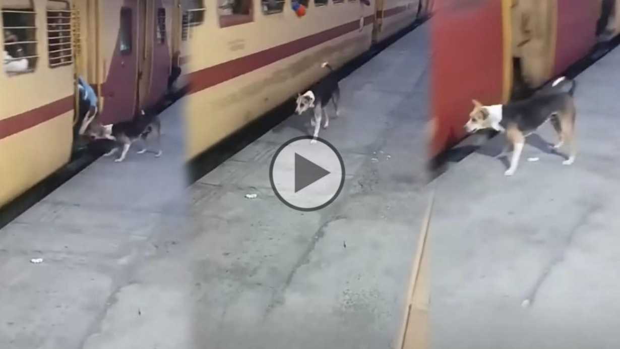 Viral Video of Dog