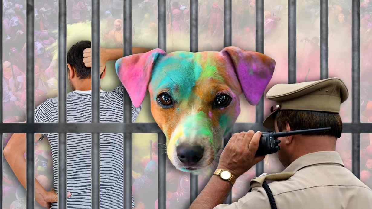 Dog Safety on Holi