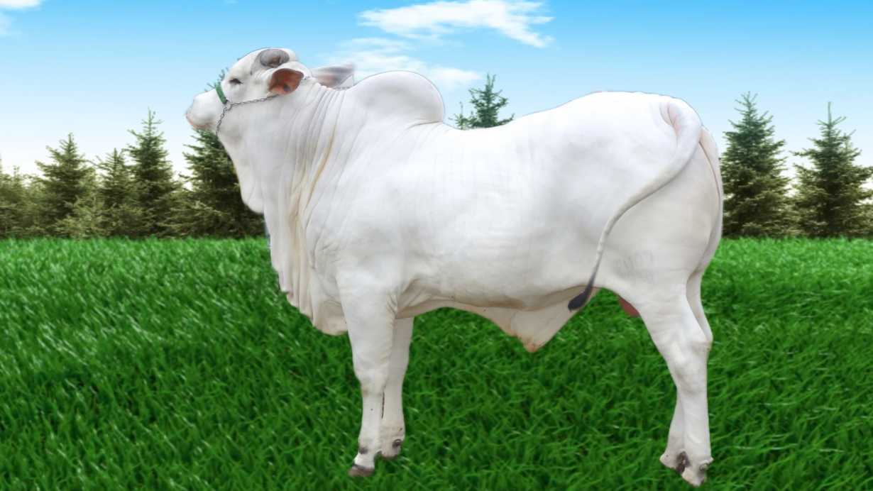 Nelore Cow Price