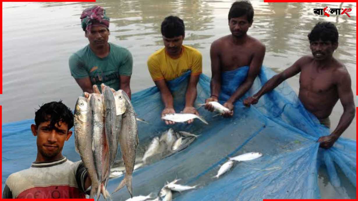 Hilsa Farming in Pond