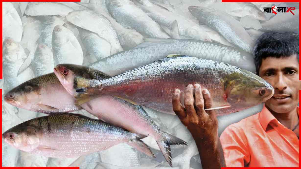 Hilsa Fish