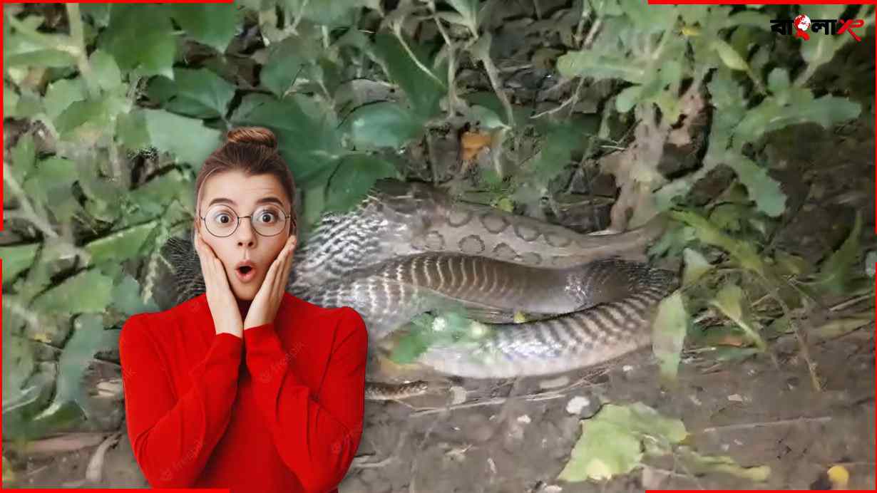 Snake Eats Snake