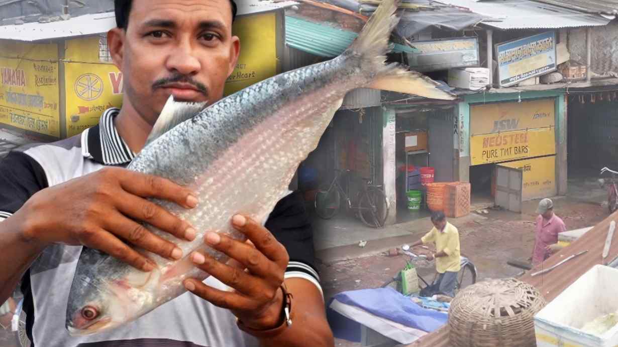 Big Size Ilish