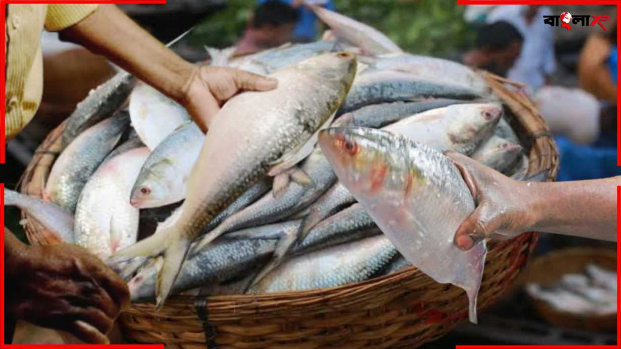 Hilsa