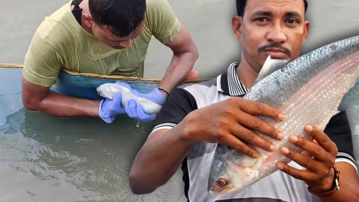 Ilish Price may decrease