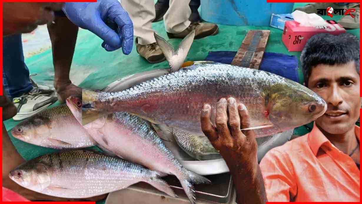 Ilish Price