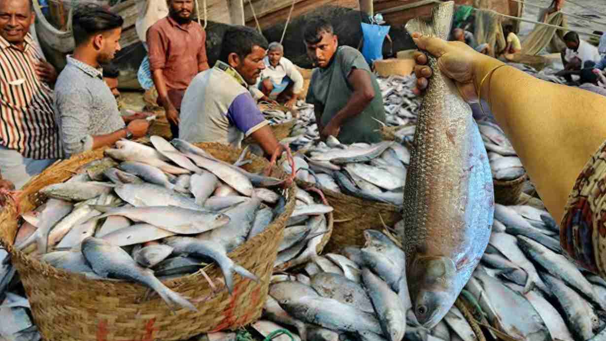 Bangladesh Ilish