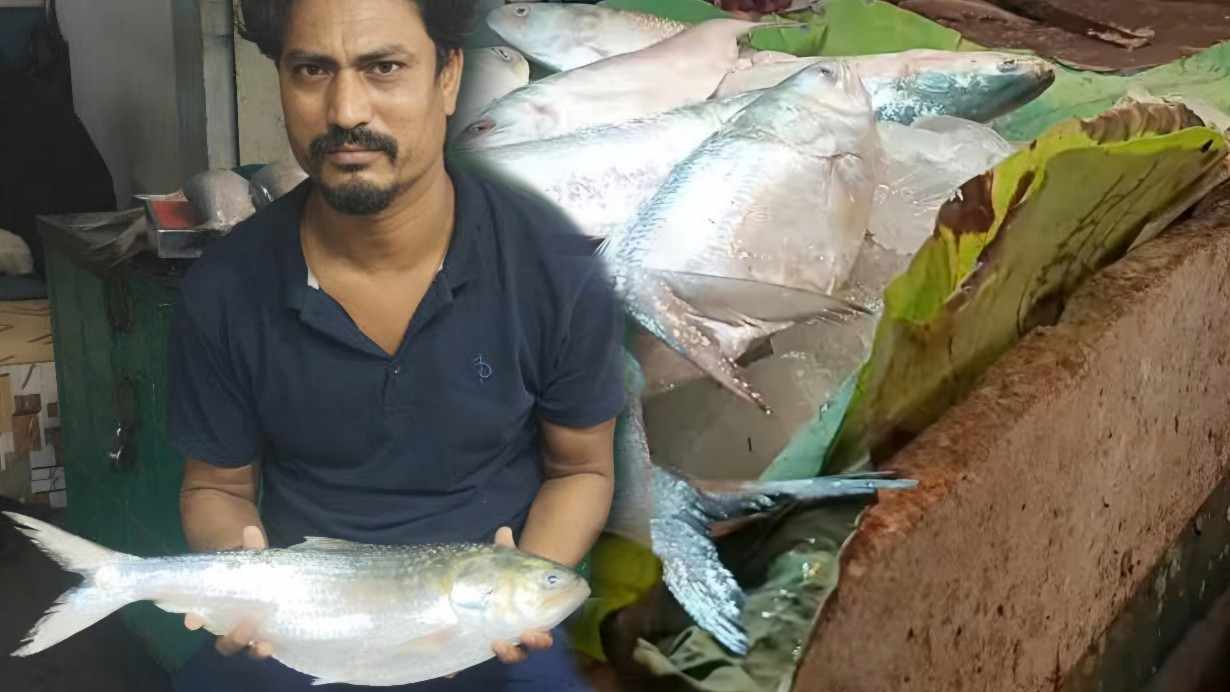 Big Size Ilish