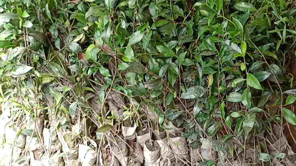 Birbhum Tea Tree Plantation