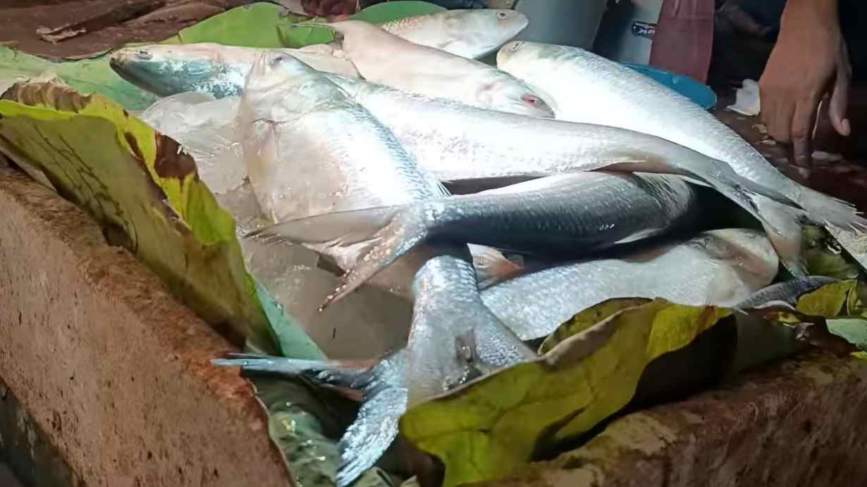 Cheap Ilish Market