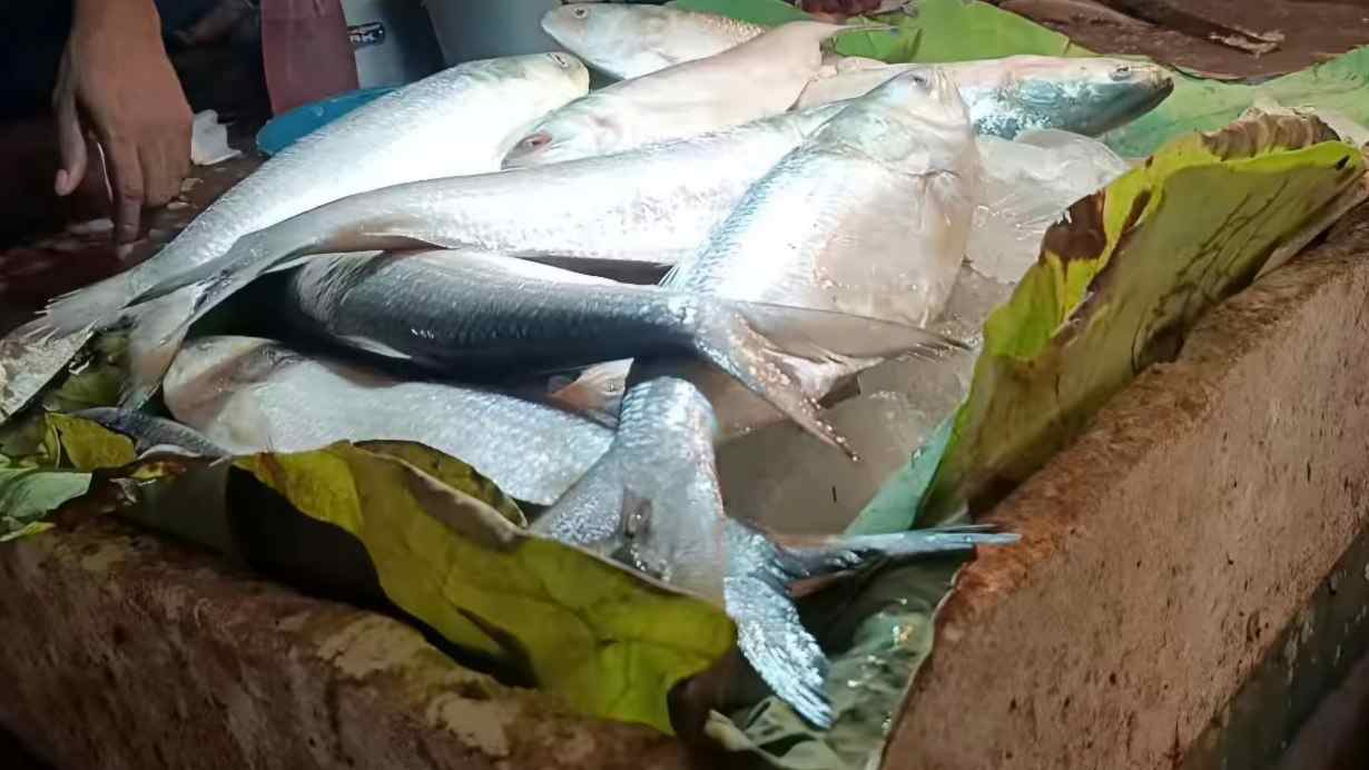 Hilsa Fish Price