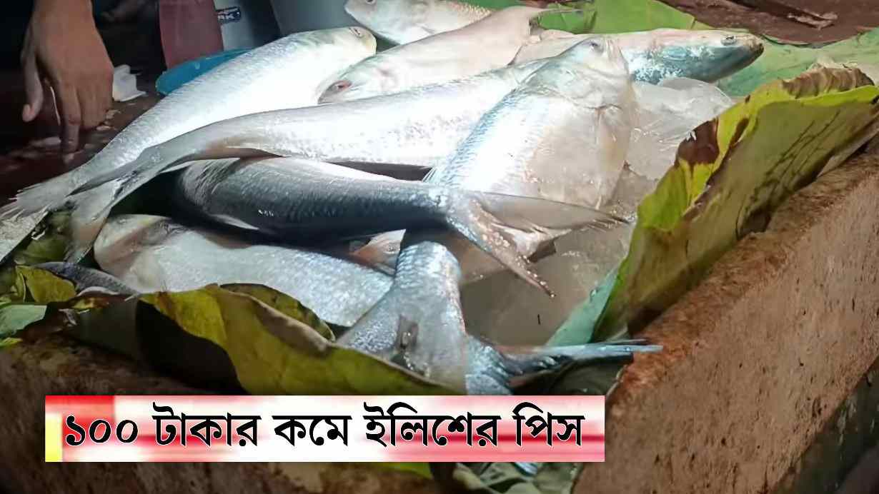 Ilish Rate in WB