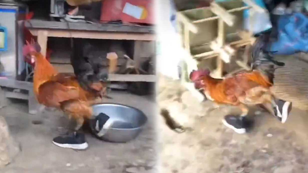 Viral Video of Rooster