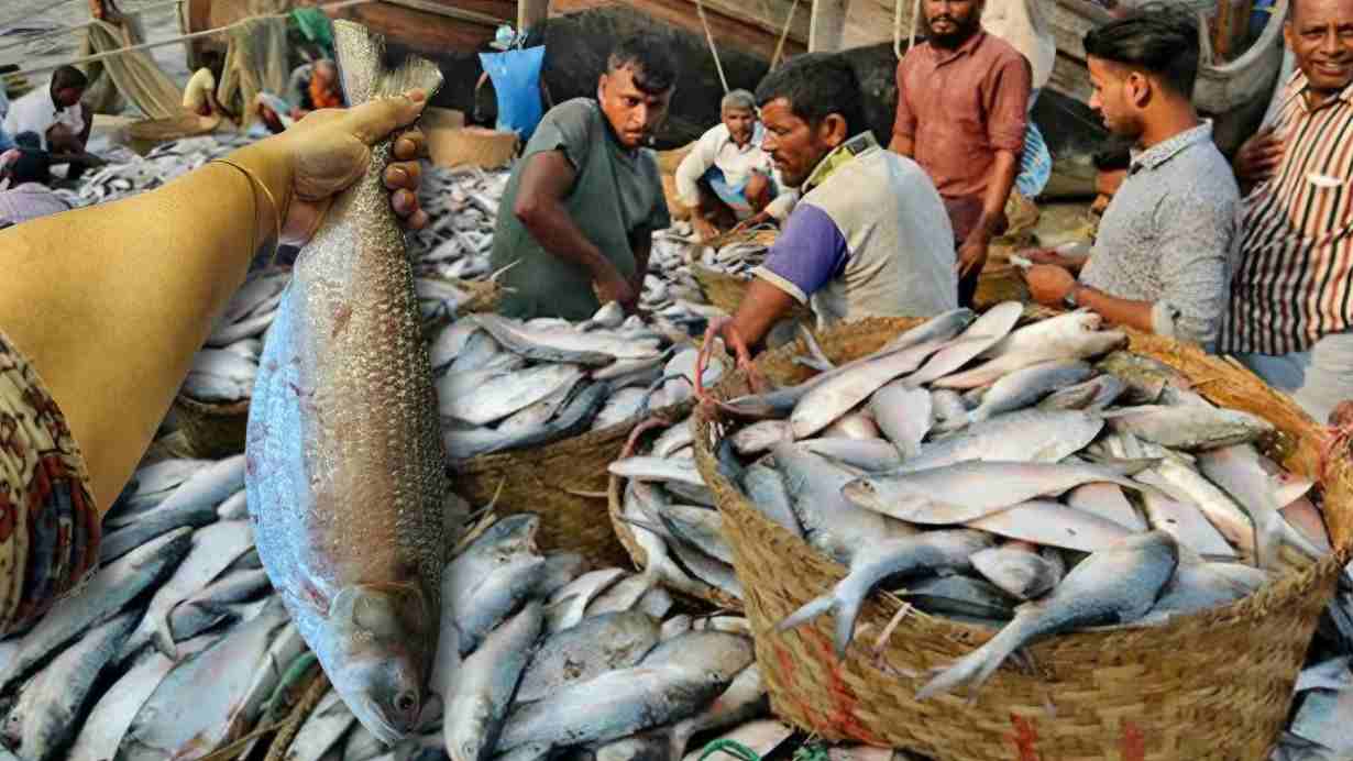 Bangladesh Ilish