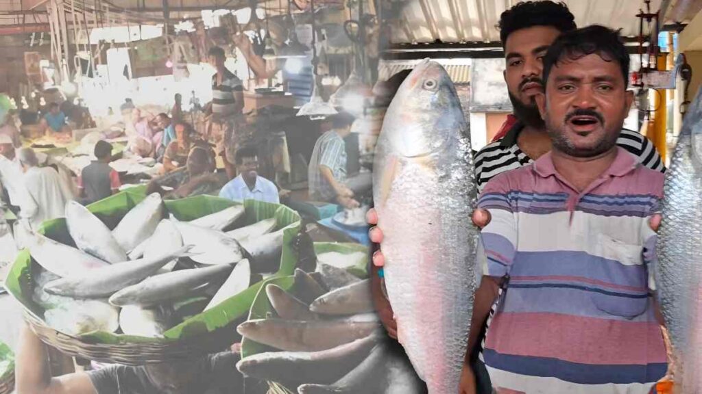 Bangladeshi Ilish Price