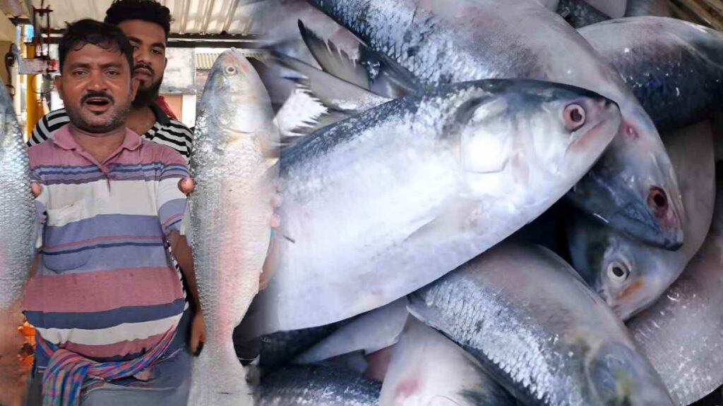 Ilish-Export-West-Bengal