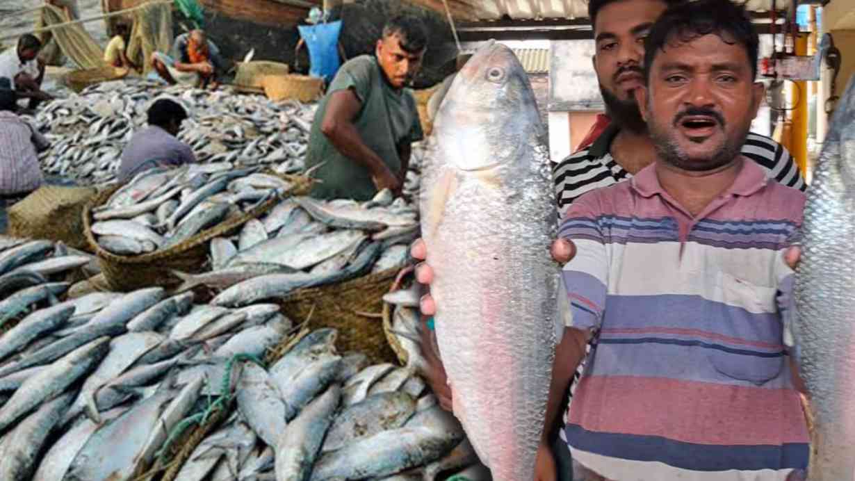 Ilish Price