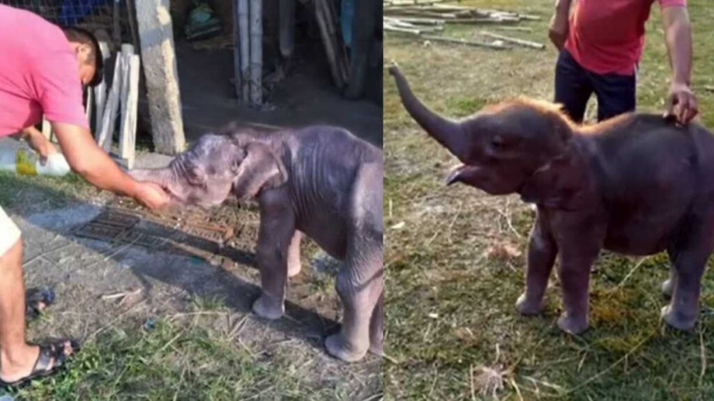 Jaldapara Elephant School