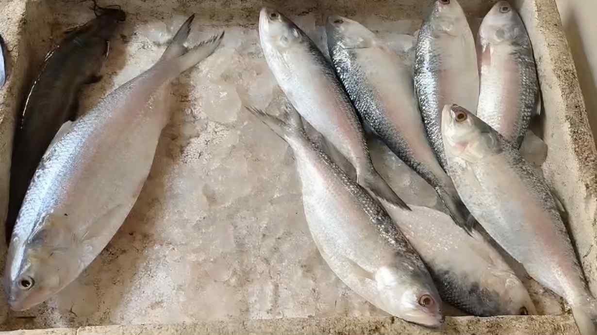 Latest ilish price in west bengal