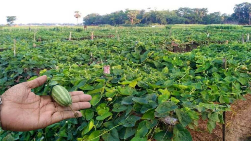 Pointed Gourds