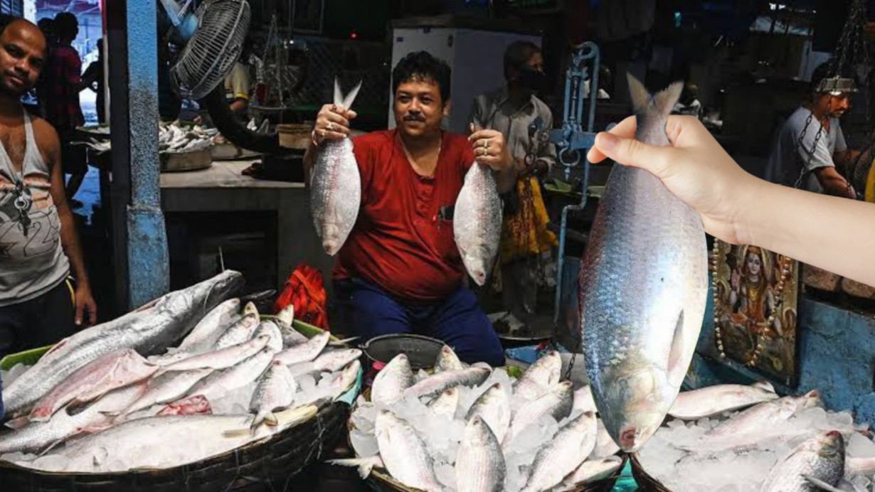 Hilsa Fish Price