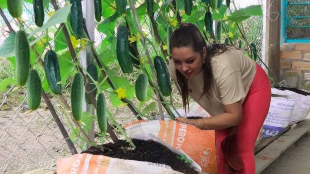 Cucumber Cultivation