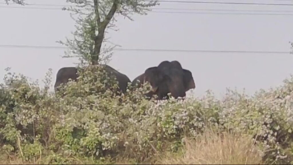 Elephant in Birbhum