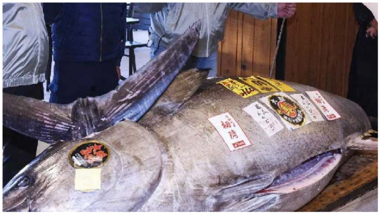 Huge Bluefin Tuna Fish