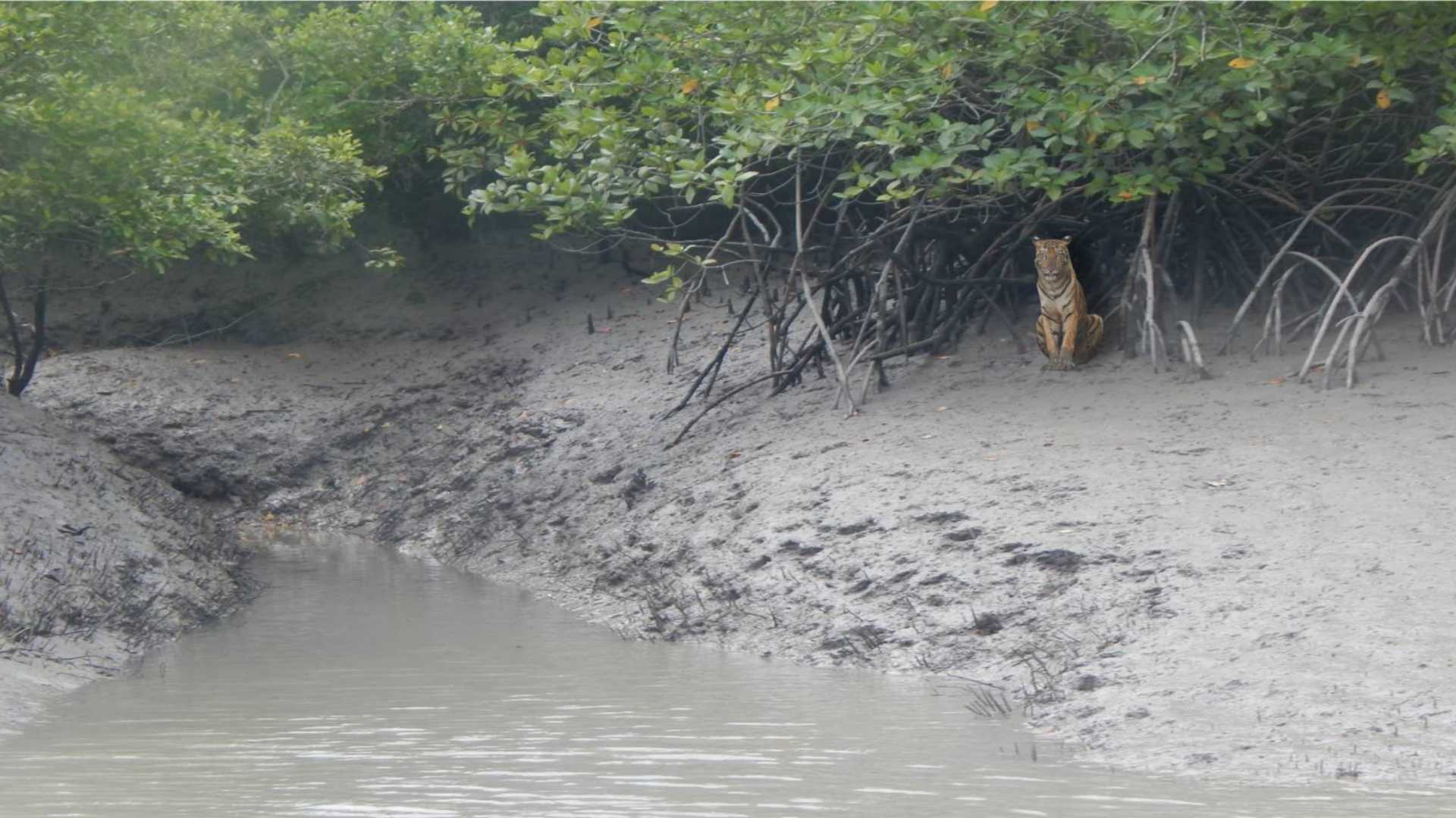 Sundarbans Area Development