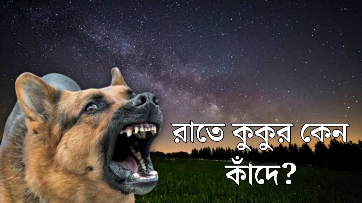 কুকুর কাঁদা