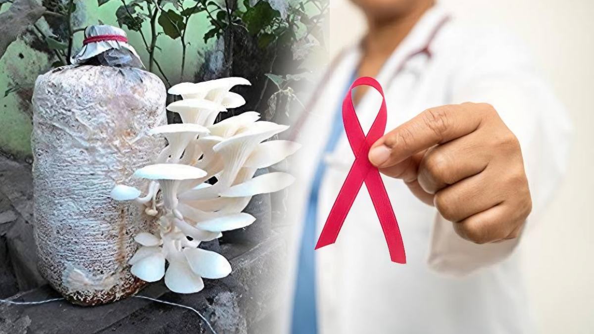 ক্যানসারের ওষুধ মাশরুম