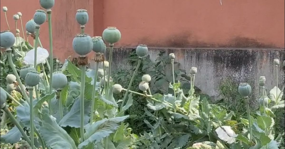 পোস্ত চাষ