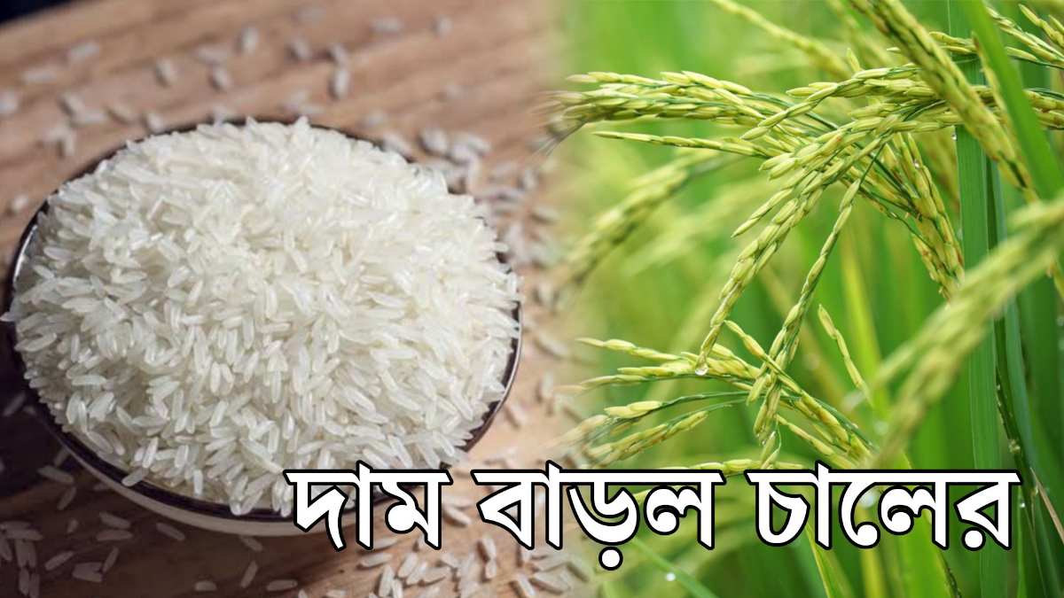 চাল