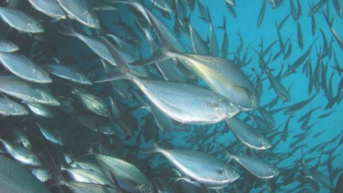 টুনা ফিস