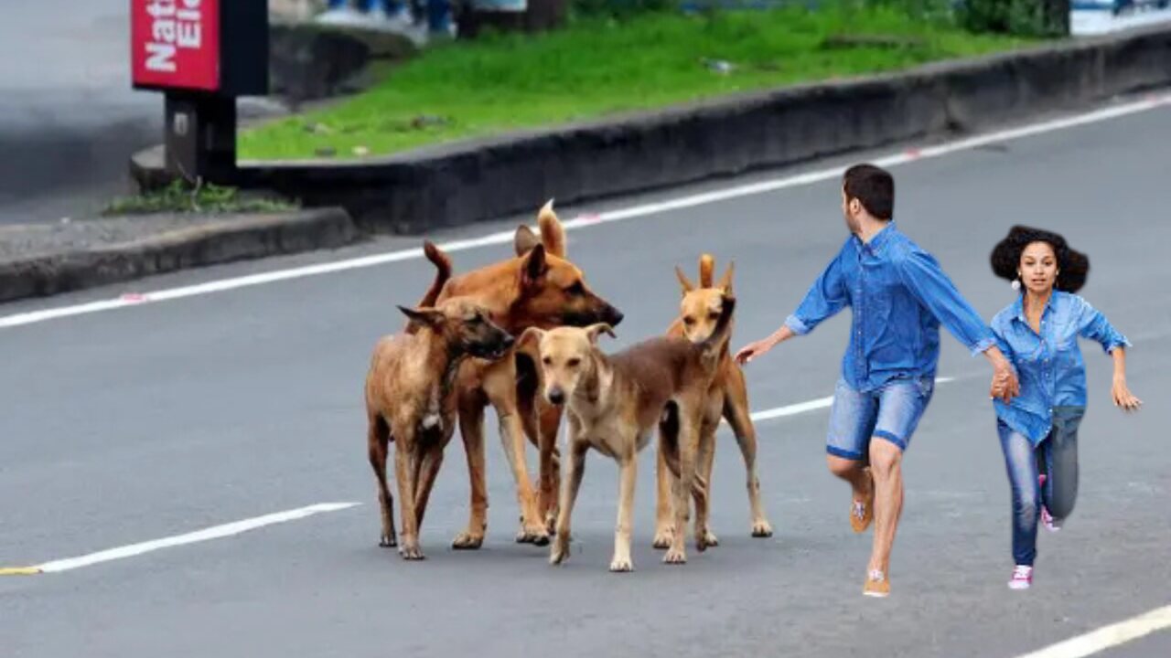 how-to-avoid-dog-chase-easy-tips