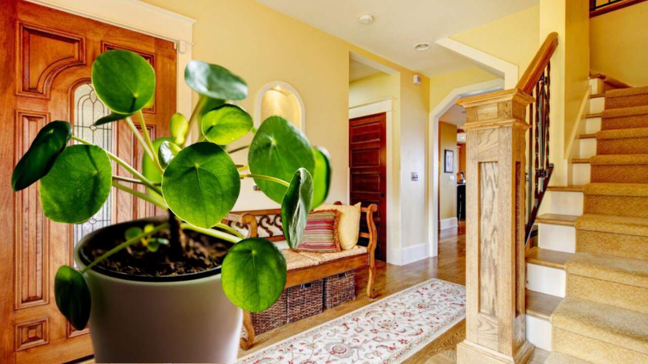 money-plant-vastu-tips-home